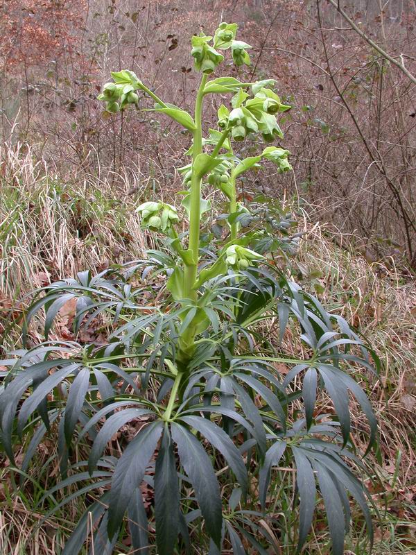 Helleborus foetidus / Elleboro puzzolente